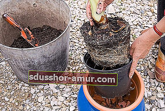 пересаживать растение в большой горшок