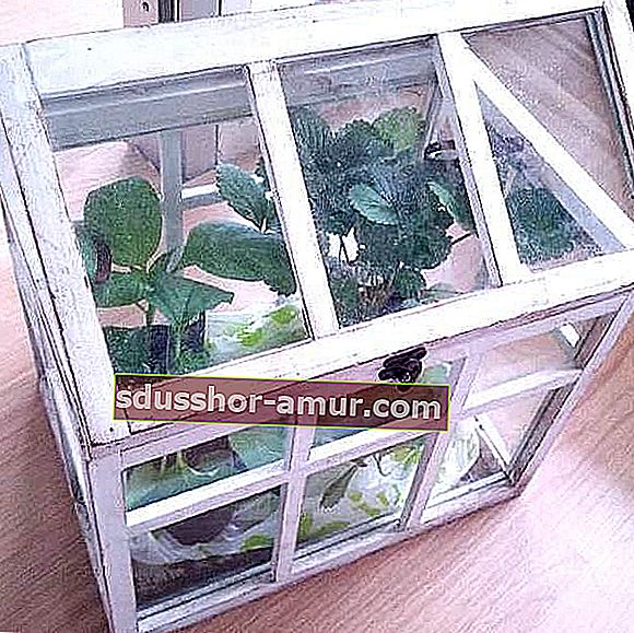 переработанное окно для создания садовой теплицы
