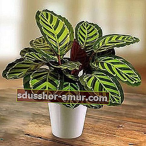 Maranta leuconeura - комнатное растение, ценящее непрямой свет.