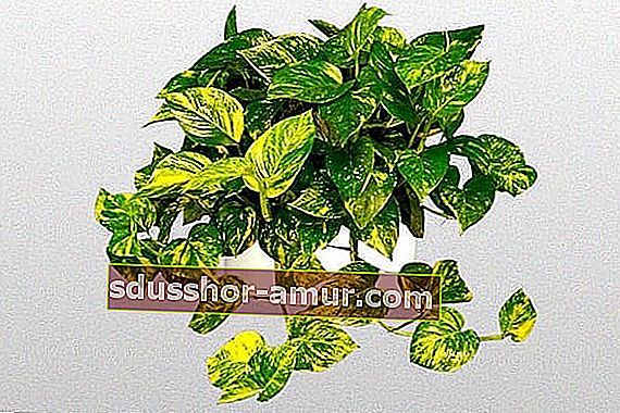 Epipremnum aureum е стайно растение, което изисква малко светлина