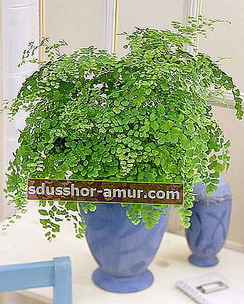 Адиантум ароматный - тенелюбивое растение из семейства папоротниковых.