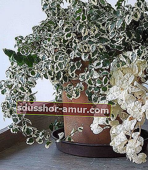 Fucus pumila е издръжливо стайно растение, което цени сянката