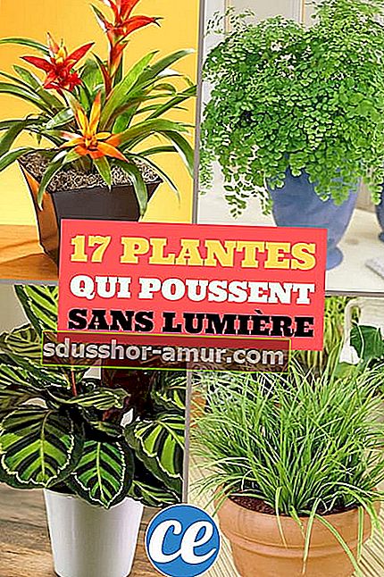 17 комнатных растений, которые растут практически без прямого света и солнечного света