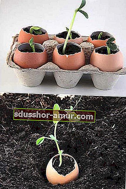 Используйте яичную скорлупу для выращивания семян