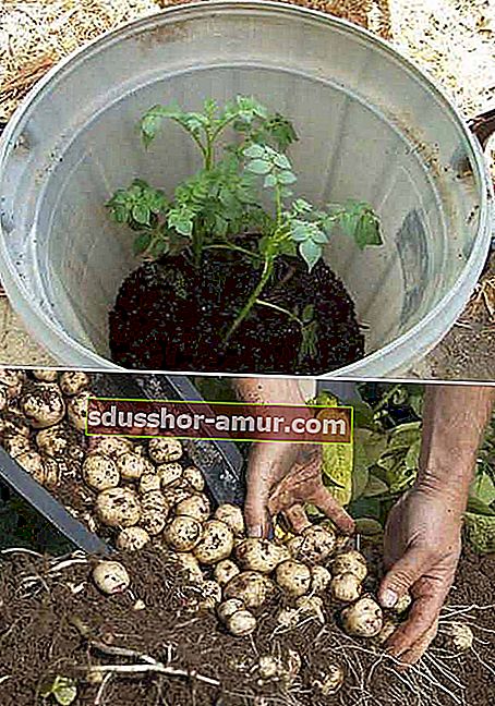 Используйте бочку для выращивания картофеля