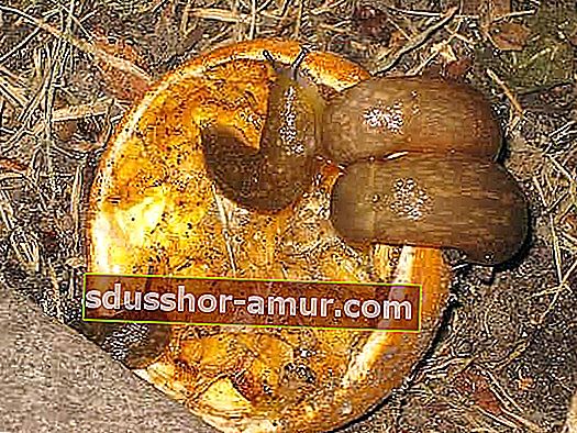 greyfurt kabuğu sümüklüböcek sığınağı