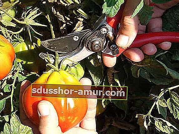 събират домати, когато са узрели