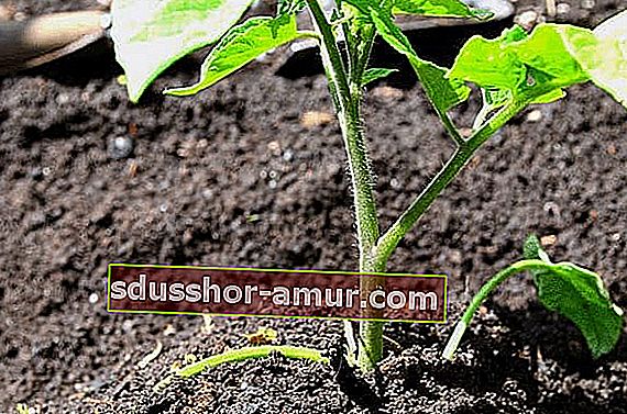 заровете доматните растения до първите листа за укрепване