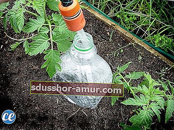 поливайте доматите с бутилка в земята