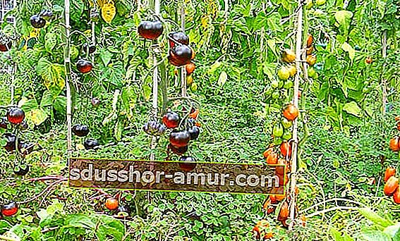 поставете колове за отглеждане на домати