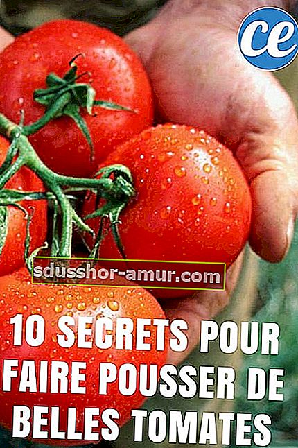 10 tajni lakog uzgoja rajčice