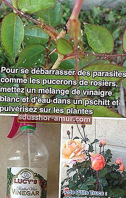 Използвайте оцетна вода за борба с вредителите по растенията