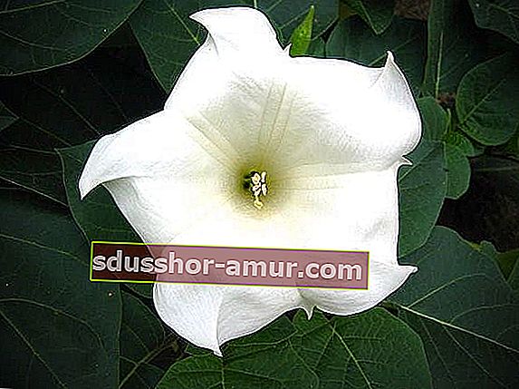 bijeli ipomée noćni cvijet