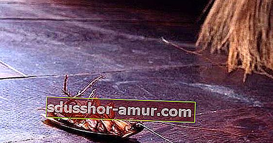 Bir süpürgenin yanında yerde ölü bir hamamböceği