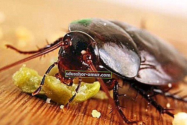 Хлебарки: 9 съвета за постоянно избавяне от хлебарки.
