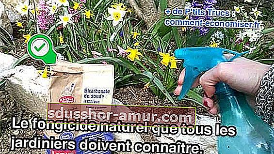 doğal kimyasal olmayan mantar ilacı tedavi oidium fusarium solgunluk et böceği çiçekler bitkiler