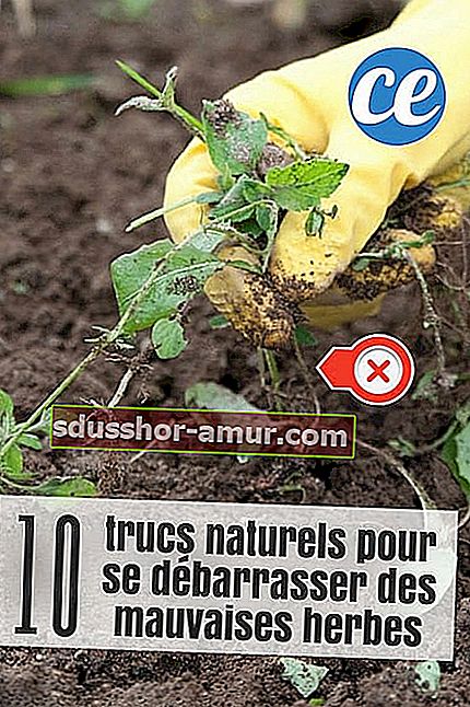 10 naravnih nasvetov, kako se znebiti plevela