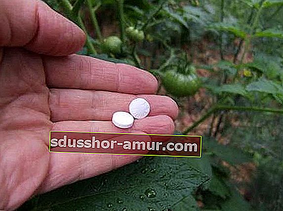 paradižnikovo gnojilo in insekticidi z aspirinom