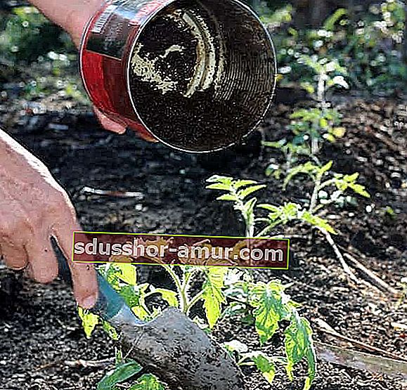 кофейная гуща для выращивания томатов