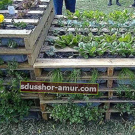 издигната зеленчукова градина, направена с палети