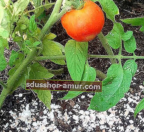 използвайте черупки от яйца, за да предпазите доматените растения от гниене