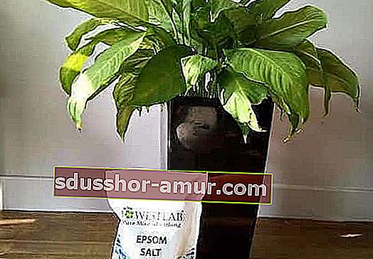 Epsom tuzu, yeşil bitkiler için doğal bir gübredir