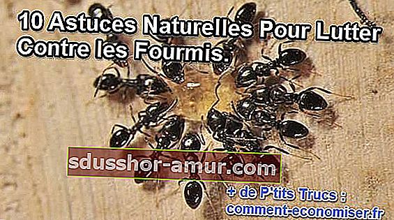 10 nasvetov za boj proti mravljam