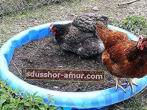 прашна баня за кокошките