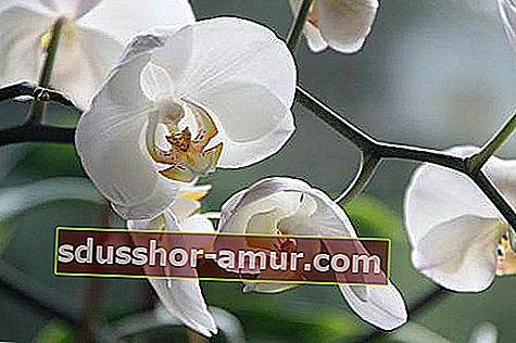 orkide baştan çıkarma veya duygusallığı sembolize eder