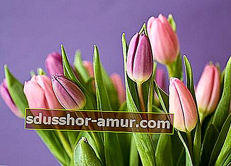 Tulipan je izjava ljubezni