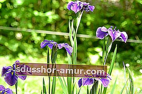 irisi so simbol nežnosti
