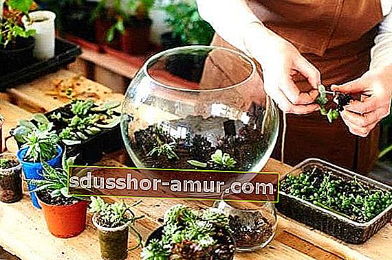 creați-vă propriul terariu cu oală de sticlă și plantă suculentă