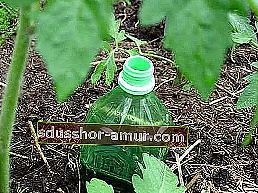 Izrada zalijevanje kapanje rajčica povrtnjak vrt