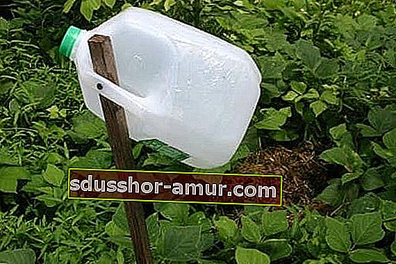Kako izraditi zamku za insekte za vrt šećernom vodom i plastičnom bocom.