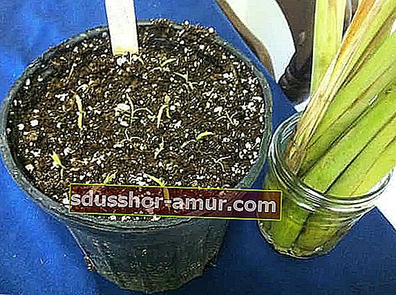 kako uzgojiti limunsku travu do sjemena