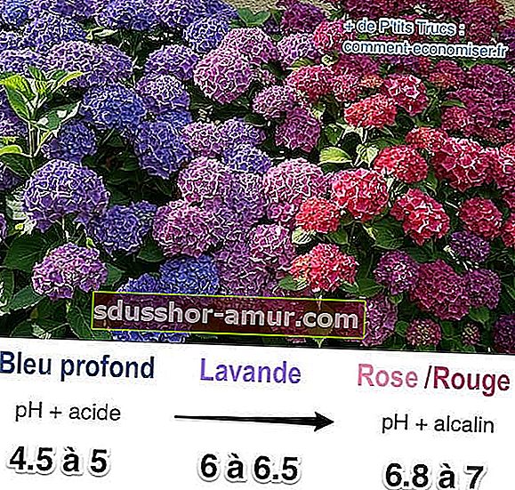 trik pri spreminjanju barve hortenzije roza modre ali sivke