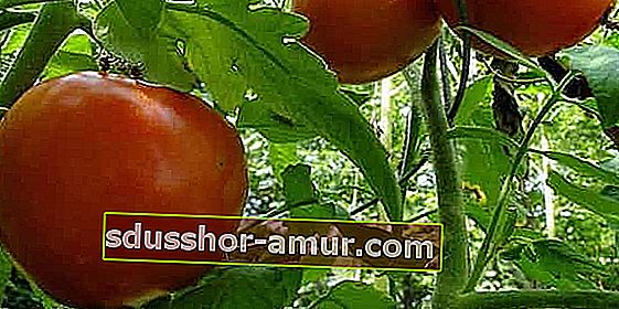 Реагират ли доматите добре на магнезиев сулфат?