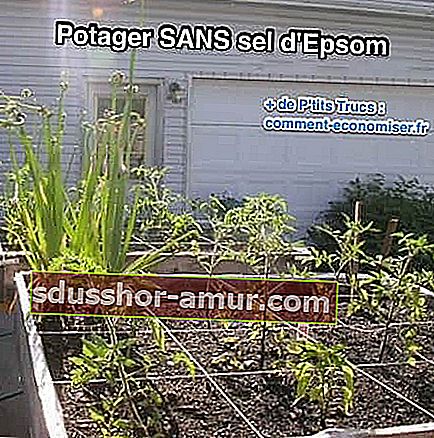 Друг пример за зеленчукова градина, без да се използва epsom сол