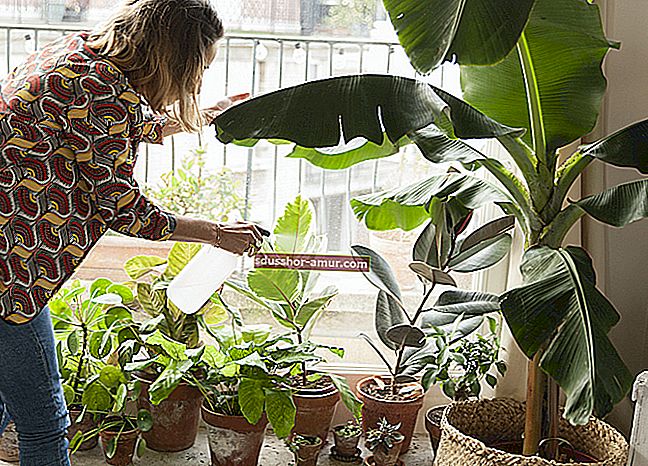 11 обезвреживающих растений, которые очищают воздух в вашем доме (без обслуживания).