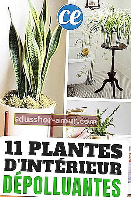 11 onesnažujočih, odpornih in enostavnih rastlin v zaprtih prostorih