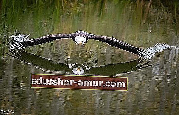 Орел парит над озером в Канаде