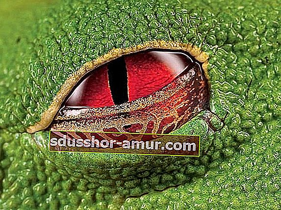 Grimizne oči bradavičaste drveće žabe
