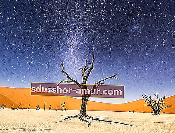 Увядшее дерево посреди пустыни Намиб 