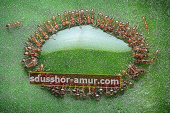 Несколько муравьев окружают каплю меда на листе 