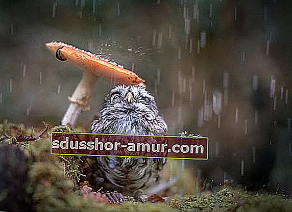 Ptičica koja se štiti od kiše pod gljivom 