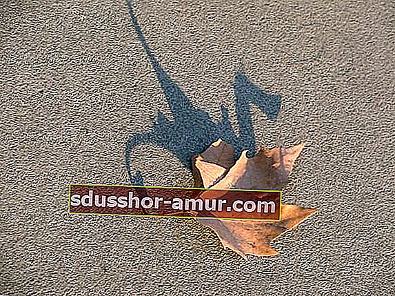 Высохший лист на земле, напоминающий дракона с тенью 
