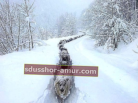 Несколько овец, идущих по снегу 