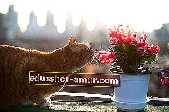 držite mačke podalje od biljaka s narančinim korama