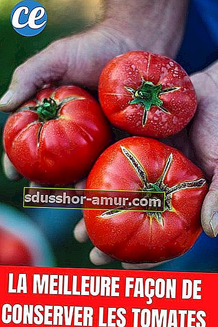 Три красивых красных помидора в руках мужчины