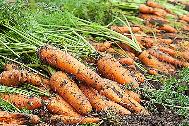 Как хранить морковь месяцами.